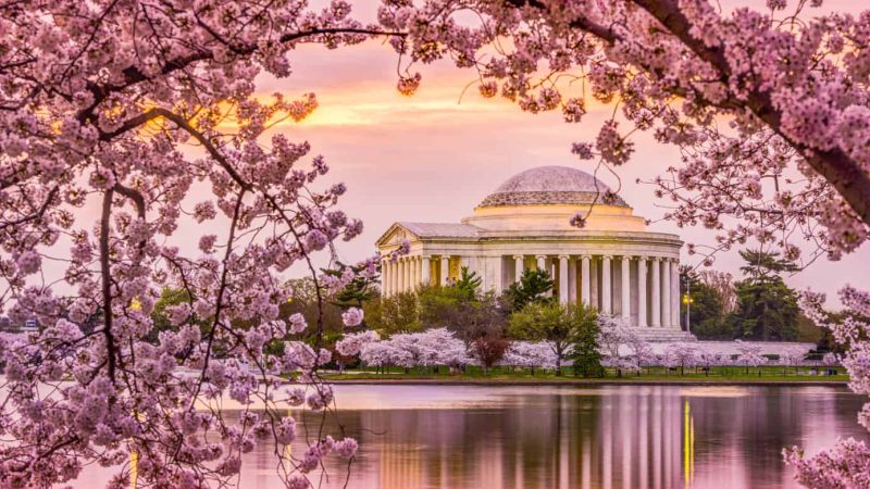 DC Cherry Blossoms next to Jefferson Memorial